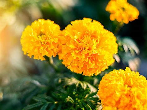 Marigold Flowers Images - markanthonystudios.net