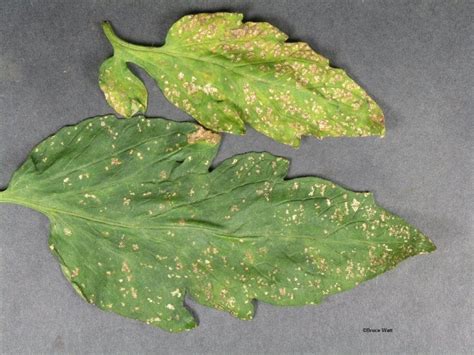 Garden Insect Primer: Getting to Know Common Garden Insect Pest Groups ...