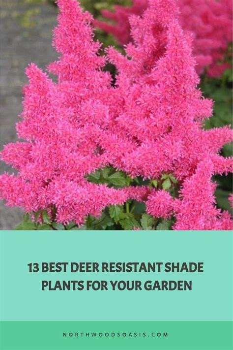 13 Best Deer Resistant Shade Plants For Your Garden | Deer resistant ...