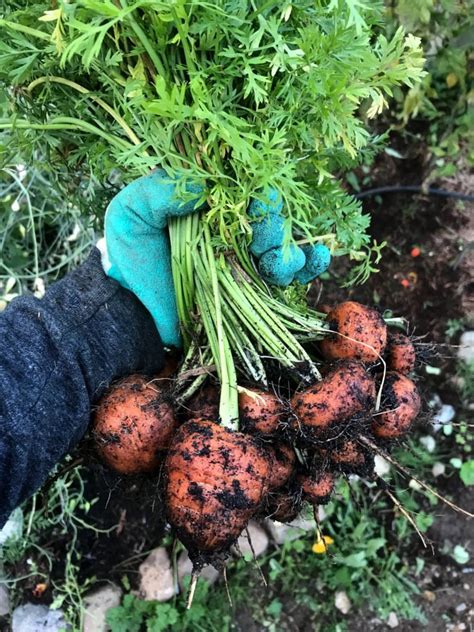 How to Grow An Heirloom Vegetable Garden