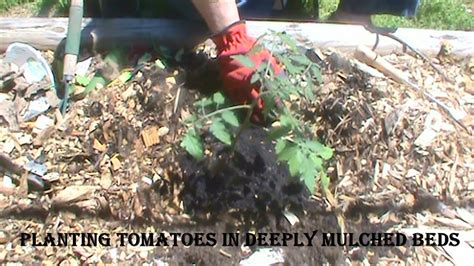 Gardening on the Porch: Planting Tomatoes in Deeply Mulched Beds - YouTube