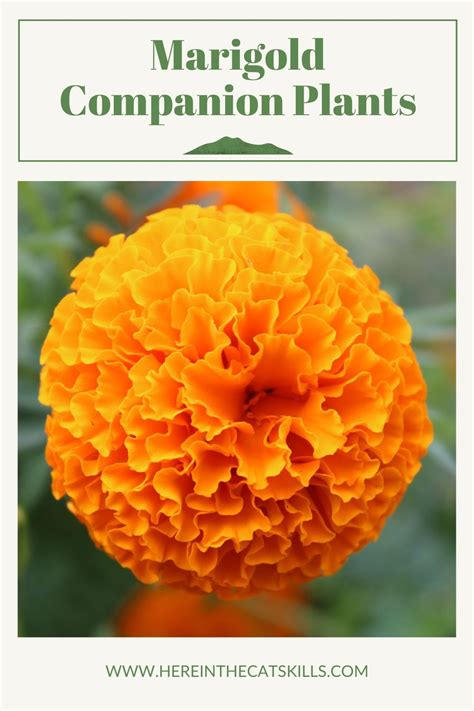 Marigold Companion Plants: What to Plant with Marigolds | Growing ...