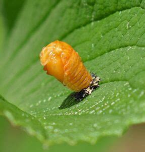 Put Beneficial Insects to work for You in Your Garden