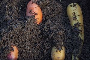 How To Preserve Your Vegetables Using Sand - Ask a Prepper