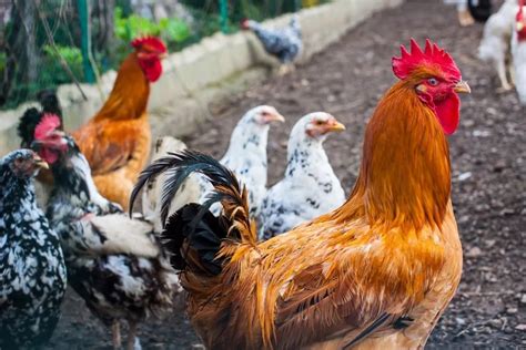 12 Different Types of Chickens (Breeds) – Nayturr