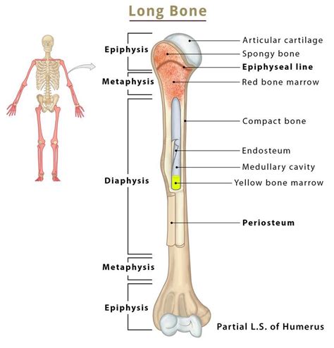 Compact Spongy Bone Diagram
