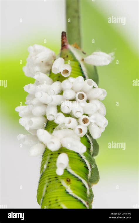 Braconid wasp pupa cocoons newly emerged from larva host Stock Photo ...