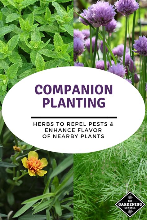 Companion planting herbs that pair perfectly as growing partners – Artofit