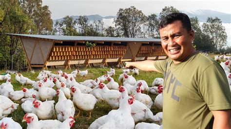 Free Range Chicken Farming│How to Start A Chicken Farm &amp; Make Millions ...