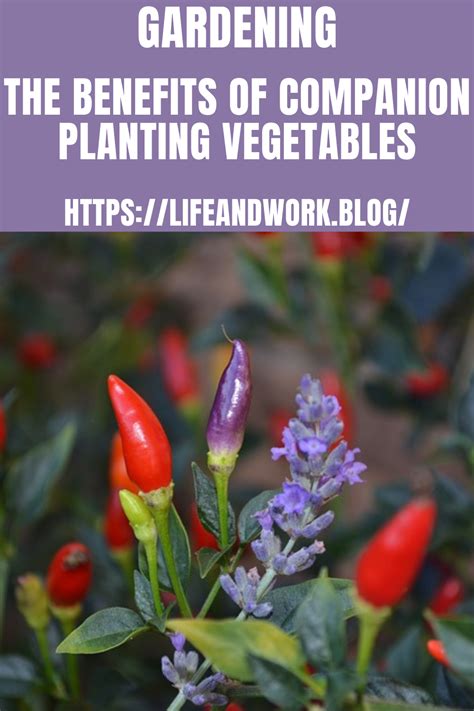 Gardening - The Benefits of Companion Planting Vegetables