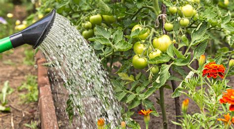 Easiest way to water bath can garden tomatoes for beginners?