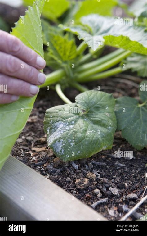 Removing diseased leaf from courgette plant Stock Photo - Alamy