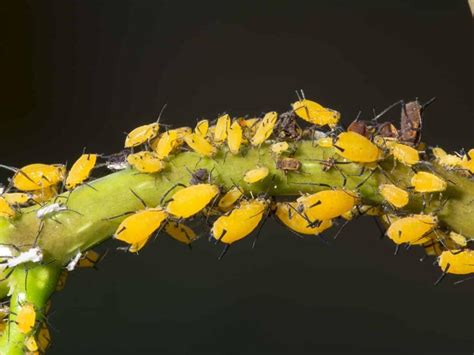 The 15 Most Common Pests Damaging Tomato Plants