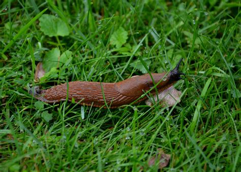 How to Control Snails and Slugs in Your Lawn | myhomeTURF