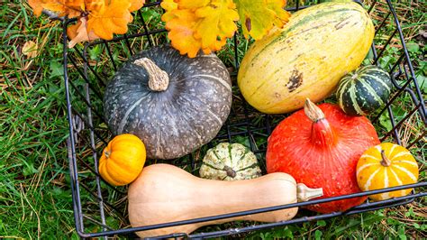 25 Types Of Squash And When To Use Them