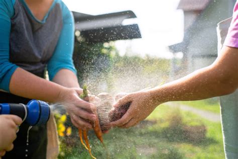 950+ Washing Vegetables Family Stock Photos, Pictures &amp; Royalty-Free ...