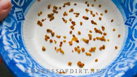 How To Save Tomato Seeds (Easy Tutorial) — Empress of Dirt