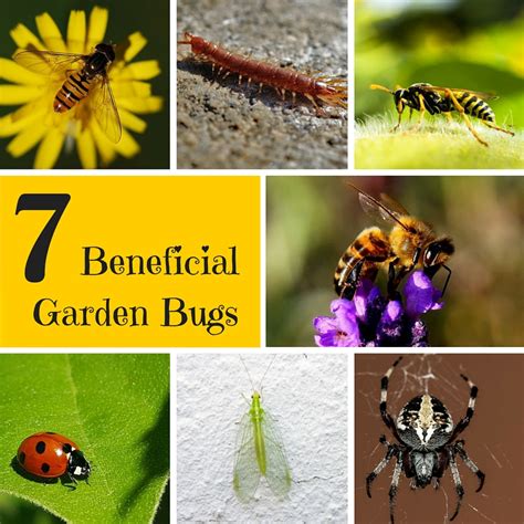 A Green and Rosie Life: Weekly Green Tips - 7 Beneficial Garden Bugs