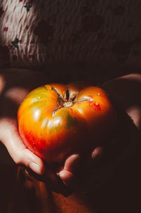 Woman Hands Holding Fresh Ripe Heirloom Tomato. Closeup. Vibrant ...