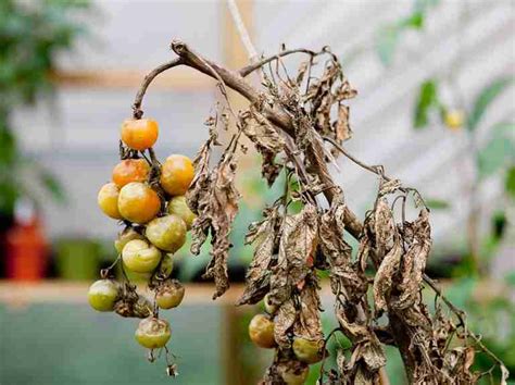 The Best Disease-Resistant Tomato Varieties: A Guide for Resilient ...