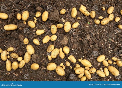 Drying Potatoes stock image. Image of digacent, growth - 252757707