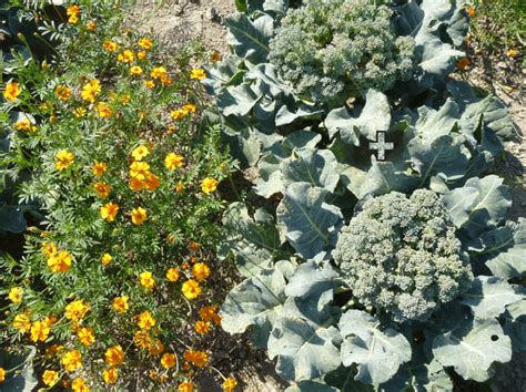 Marigolds (companion plant) are intercropped with broccoli (target ...
