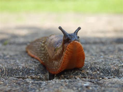 Can You Eat Slugs: A Quick Guide to Edibility and Safety