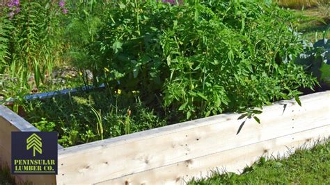 Durable DIY raised garden beds: What wood and joinery last longest?