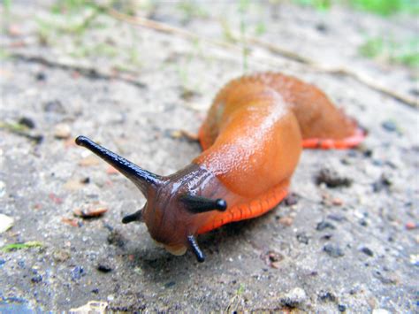 Free Red Slug Stock Photo - FreeImages.com