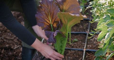 Continuous Harvesting Made Easy: Cut and Come Again Method - Growing In ...