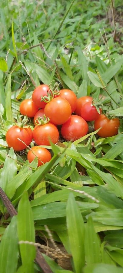 Tomatoes Harvest from the Backyard Stock Image - Image of nature, fresh ...