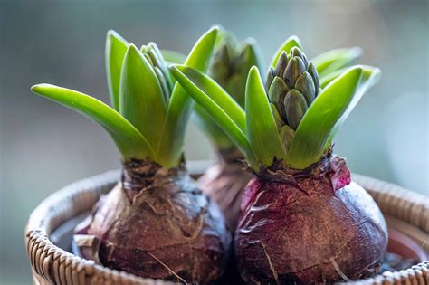 Flower Bulbs: How To Plant, Care For, And Grow Beautiful Blooms