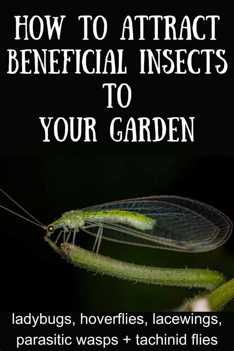 Beneficial Insects in The Garden · Nourish and Nestle