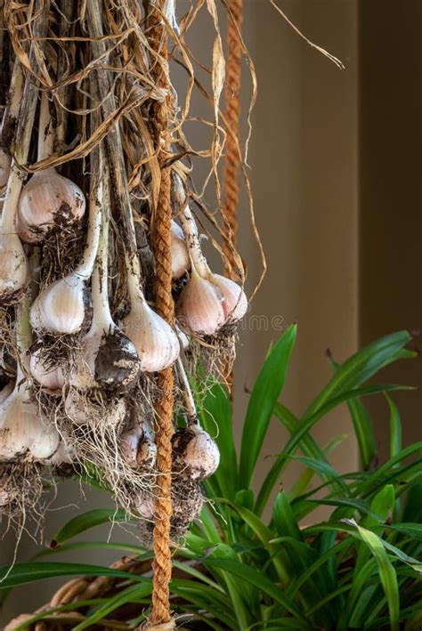 Freshly Harvested Garlic Bulbs with Stems. Stock Image - Image of ...
