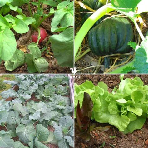 How to enrich heavy clay soil naturally for a high-yield homestead veggie garden?