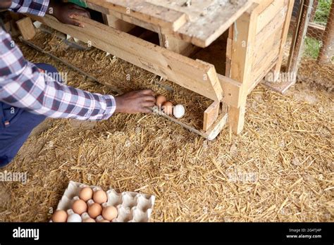 Crop black farmer collecting fresh eggs in hen house Stock Photo - Alamy