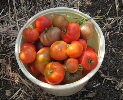 What to Do With Excess Tomatoes - Recipe Included - School Garden Weekly