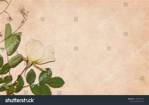 Bouquet Dried Flowers On Sheet Parchment Stock Illustration 1469774531 ...