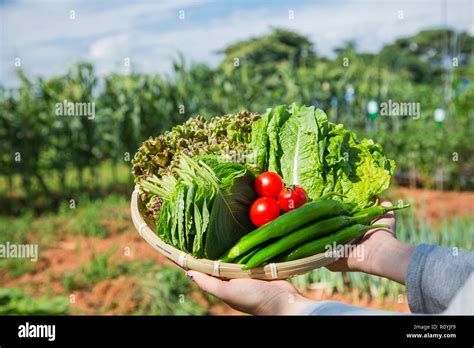 Fresh organic vegetables in the garden. Harvesting concept photo. 193 ...