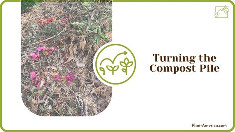 Citrus in Compost: The Trade Secret to Placing Citrus in Compost Piles ...