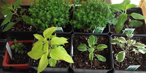 Basic Technique: Washing and Storing Fresh Herbs - Mrs. Dornberg's ...