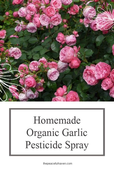 Homemade Organic Garlic Pesticide Spray for Safe Pest Control