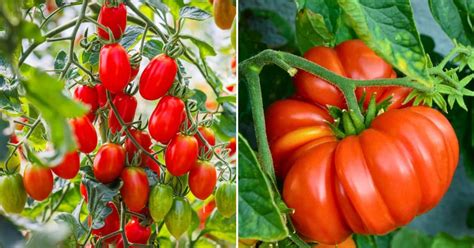 16 Best Heirloom Tomato Varieties - Tomato Garden