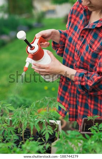 Gardener Spraying Tomato Seedlings Water Stock Photo 188744279 ...