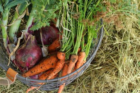 Top Tips For Storing Vegetables Without a Root Cellar - Manuel Reullo