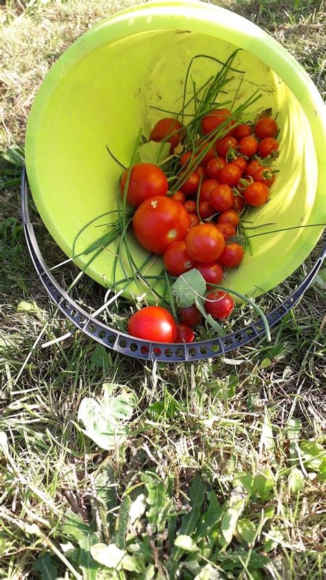 Tomatoes Harvest Bucket - Free photo on Pixabay - Pixabay