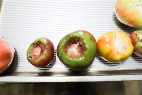 How to freeze whole tomatoes – The Rose Homestead