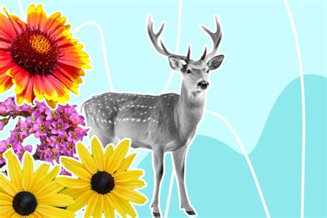 50 Best Deer-Resistant Flowers and Plants for Your Garden - Petal Republic