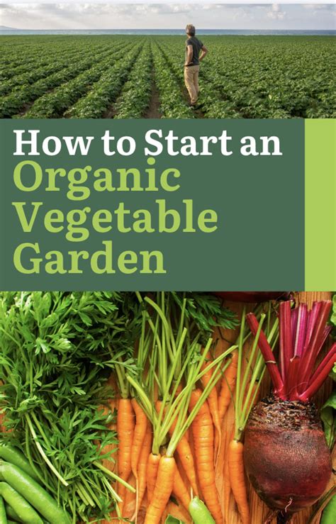How to start a low-cost organic vegetable garden for real food?