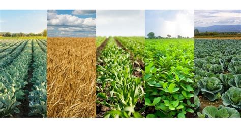 Diverse crop rotations can help | Morning Ag Clips
